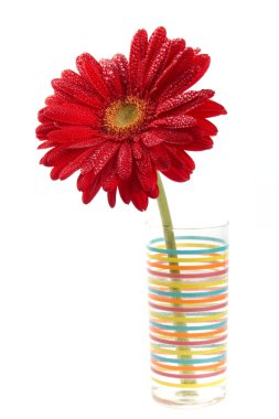 kırmızı gerbera