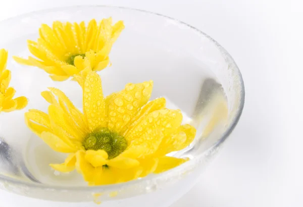 Żółte kwiaty z bliska — Zdjęcie stockowe