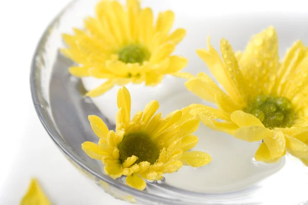 Sárga virágok közelednek — Stock Fotó