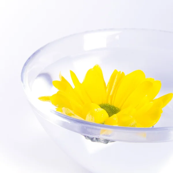 Sárga virág — Stock Fotó