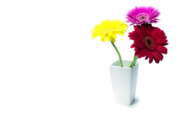 Drie bloemen gerber — Stockfoto