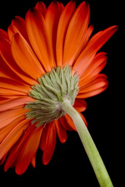 kırmızı gerbera