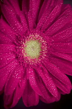 pembe gerbera