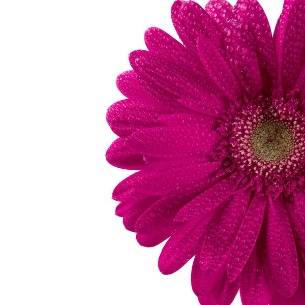 Pink gerbera flower closeup on white background