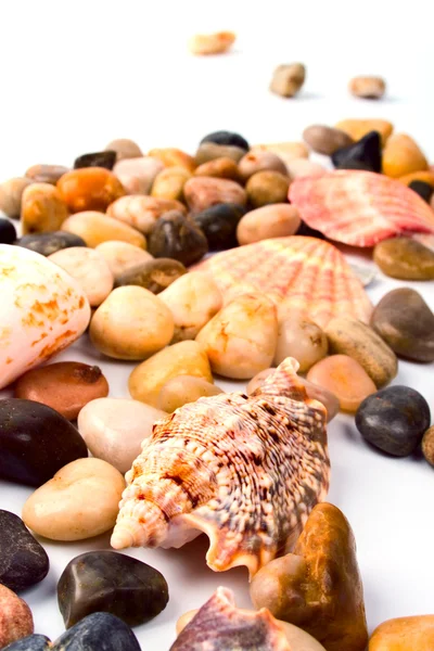 海边的贝壳和石头 — 图库照片