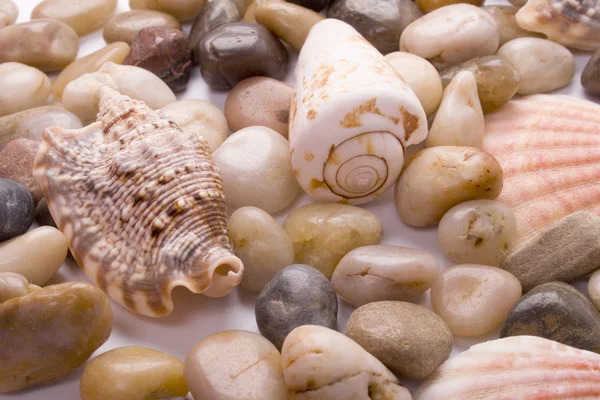 Mořské mušle a oblázková — Stock fotografie