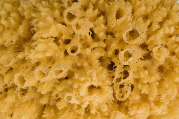 Natuurlijke bad spons — Stockfoto