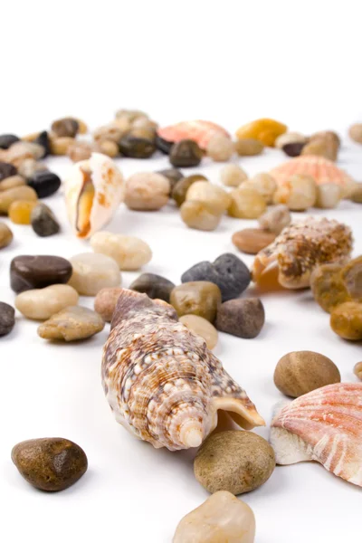 Conchas marinas —  Fotos de Stock