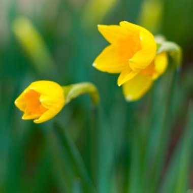 Sarı narcissuses