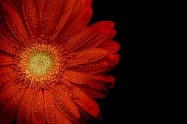 kırmızı gerbera