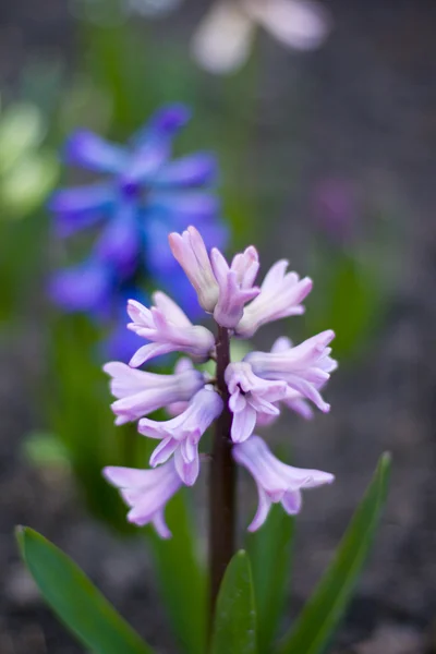 Flores de jacinto — Foto de Stock