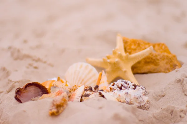 Estrella de mar y conchas — Foto de Stock