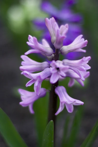 Purple and blue hyacinth — Stock Photo, Image