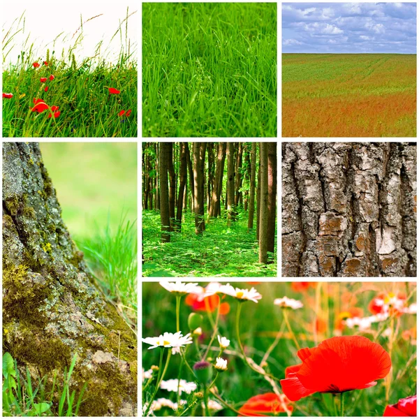 stock image Nature collection