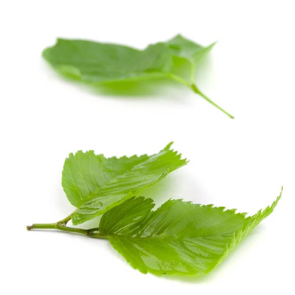 Зеленые листья — стоковое фото