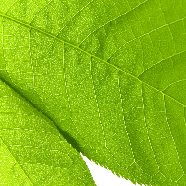 Struktur av ett grönt löv — Stockfoto