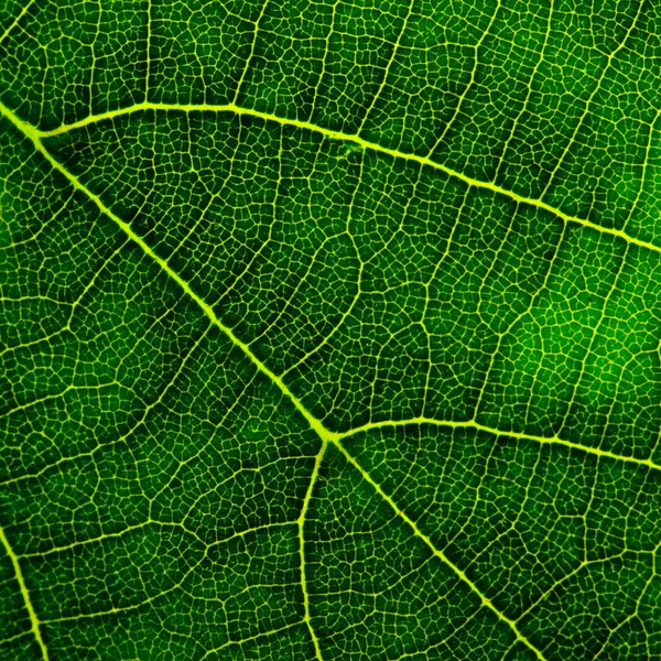 Grönt blad närbild — Stockfoto