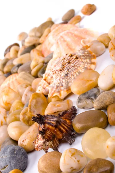 海边的贝壳和石头 — 图库照片