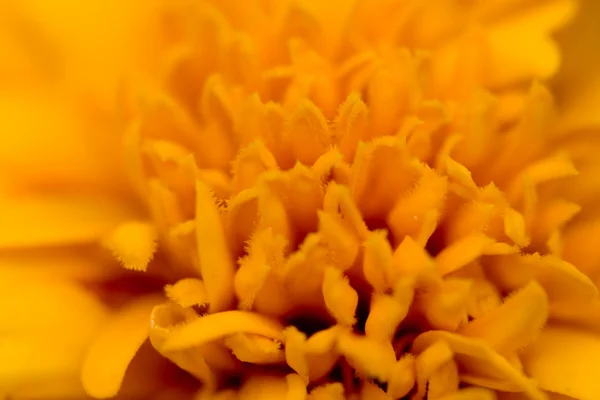 Sárga szép virág — Stock Fotó