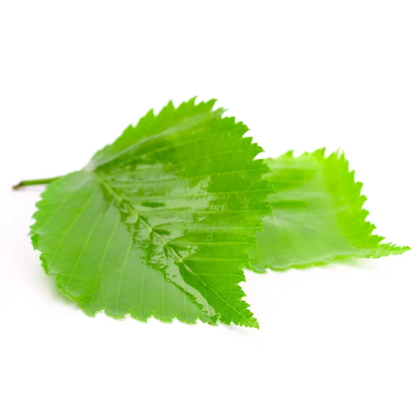 Green wet leaves — Stock Photo, Image