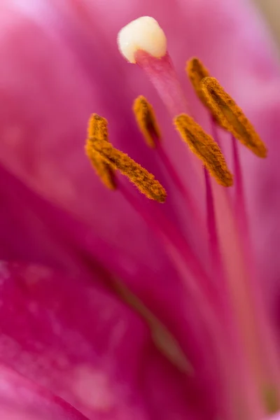 Rózsaszín liliom virág — Stock Fotó