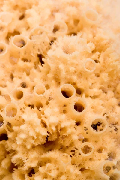 Natural bath sponge — Stock Photo, Image
