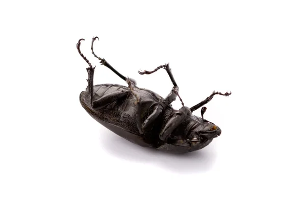 stock image Dead bug