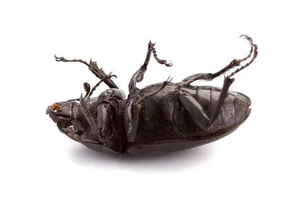 Ölü böcek — Stok fotoğraf
