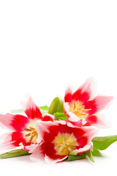 Tři růžové tulipány — Stock fotografie