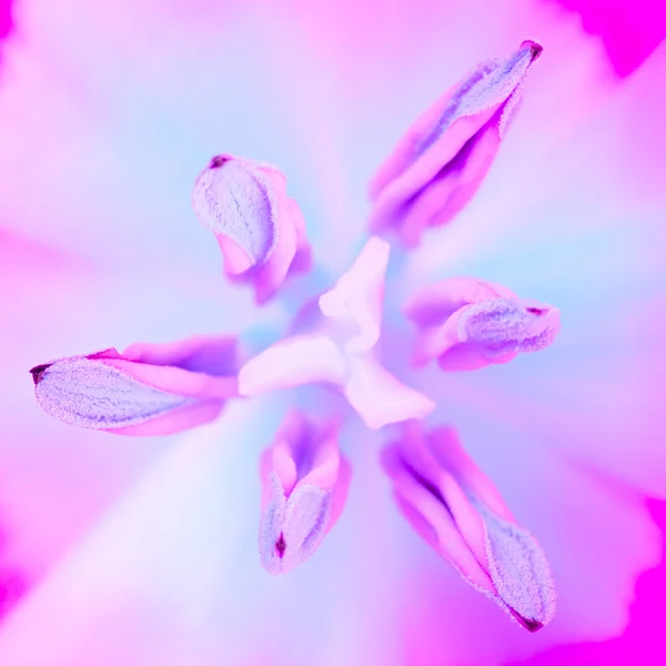 Flor roxa — Fotografia de Stock