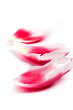 Pink tulip petals clipart