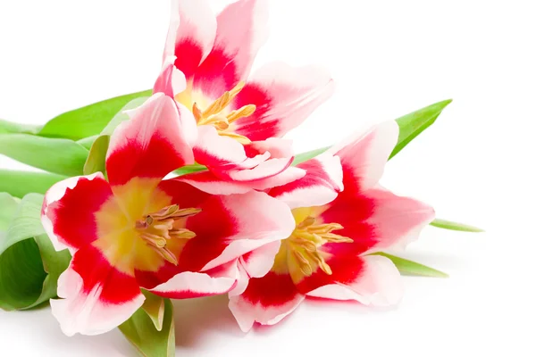 Trzy różowe tulipany — Zdjęcie stockowe