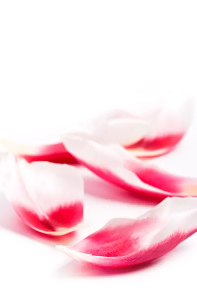Bloemblaadjes van roze tulp — Stockfoto