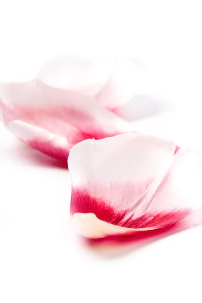 Pétales de tulipes roses — Photo