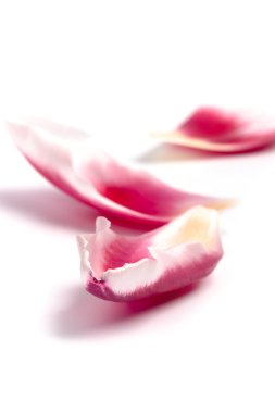 Pink tulip petals clipart