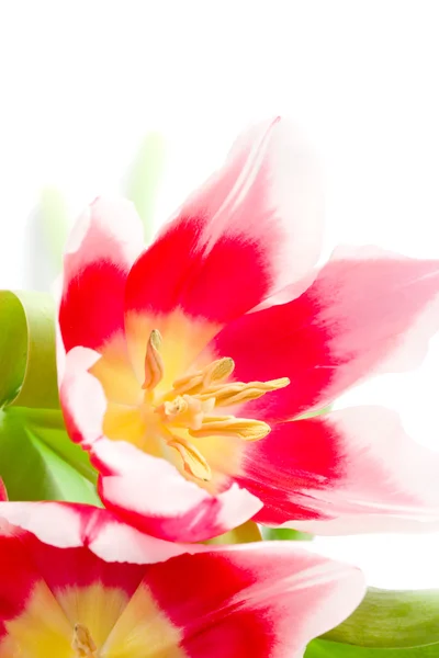 Rosa tulipaner - Stock-foto