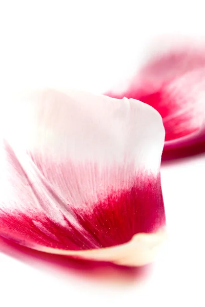 Pétalas de tulipa rosa — Fotografia de Stock