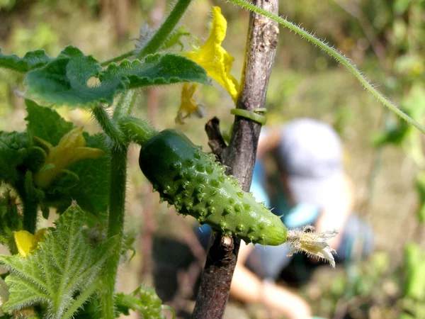 stock image Very young cucumber