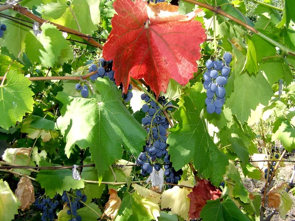 Récolte de raisins — Photo