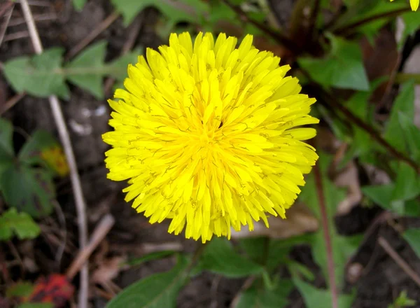 Karahindiba-çiçek — Stok fotoğraf