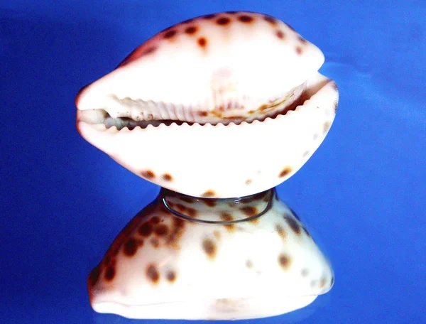 Una concha marina sobre el fondo azul — Foto de Stock