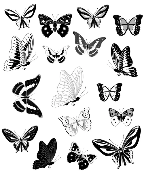 Butterfly Vector Graphics