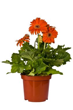 Büyüyen çiçekler, gerbera,