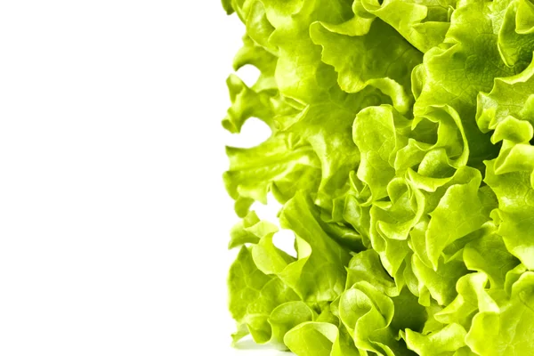 Heller grüner Hintergrund, Salat. Blätter — Stockfoto