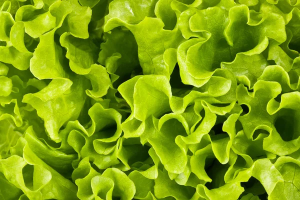 Heller grüner Hintergrund, Salat. Blätter — Stockfoto