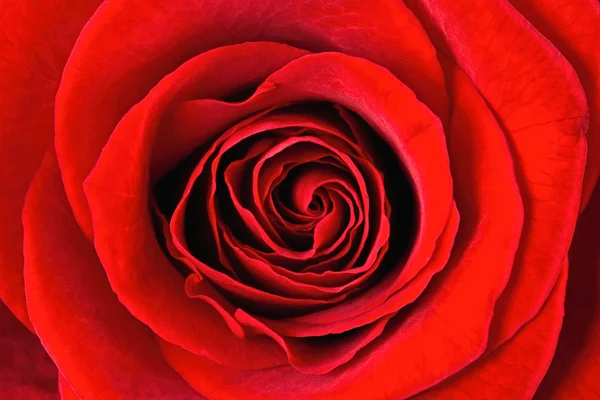 Szkarłatna róża z bliska — Zdjęcie stockowe