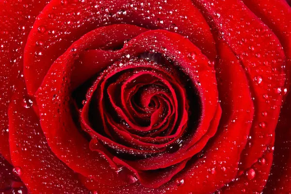 Scarlet rose in water drops — Stock Photo, Image
