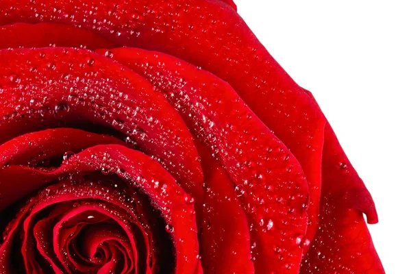 Rose écarlate en gouttes d'eau — Photo