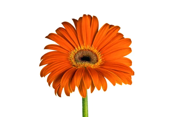 Gerbera, portakal çiçeği — Stok fotoğraf
