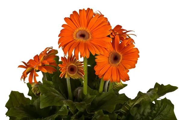Groeiende bloemen, gerbera, — Stockfoto